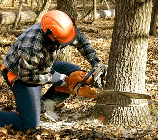 Tree Removal in Blue Mound, KS